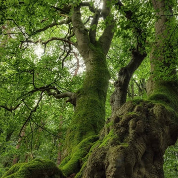 Wood - The Essence of Growth and Harmony